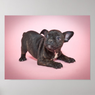 Poster Filhote de cachorro parvo do buldogue francês