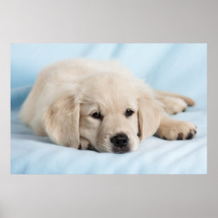 Poster Filhote de cachorro pequeno bonito