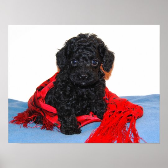 Poster Filhote De Cachorro Preto Da Caniche De Brinquedo Zazzle Portugal