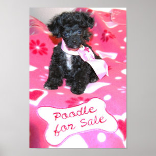Póster Filhote de cachorro preto da caniche de brinquedo