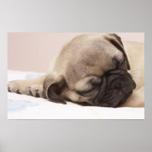 Póster Filhote de cachorro que dorme sadia