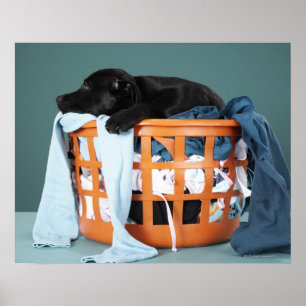 Poster Filhote de cachorro que encontra-se na cesta de