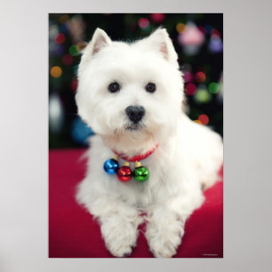 Poster Filhote de cachorro que veste o sino de Natal no