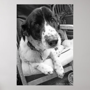 Póster Filhote de cachorro triste