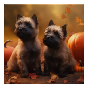 Póster Filhote de Cairn Terrier Delícia de Outono Abóbora