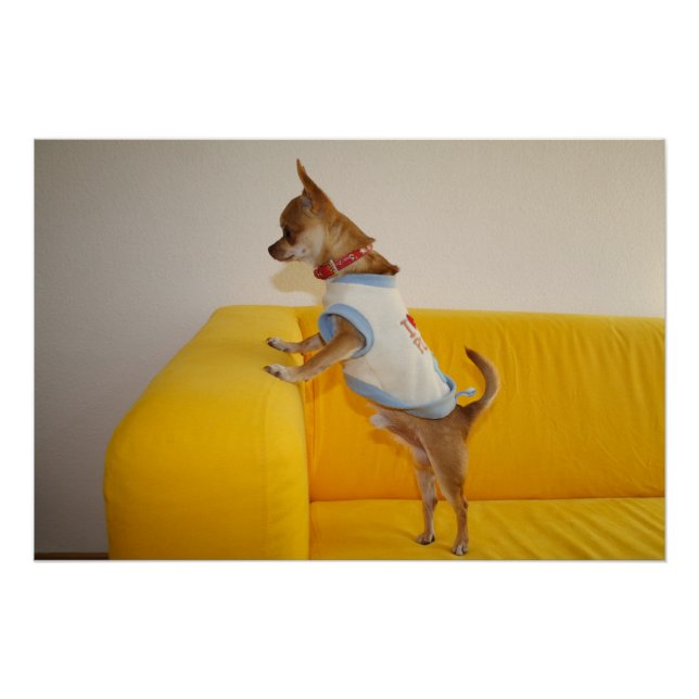 Póster Filhote de Chihuahua em Sofá Amarelo (Frente)