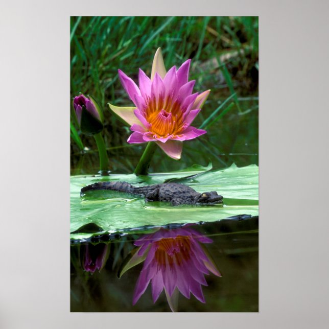 Poster Filhote de Crocodilo-do-Nilo (Crocodylus Niloticus (Frente)
