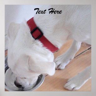 Poster Filhote de Labrador Branco Fofo Bebendo Água P