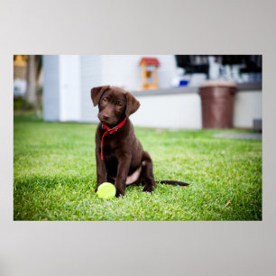 Poster Filhote De Labrador De Chocolate Com Bola De Têni