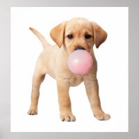 Filhote de Labrador Retriever Chiclete de Bola Ber
