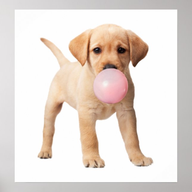 Poster Filhote de Labrador Retriever Chiclete de Bola Ber (Frente)