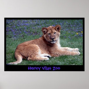 PÓSTER FILHOTE DE LEÃO