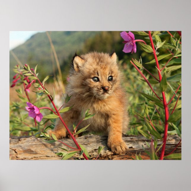 Poster Filhote de Lince Canadense, Alasca (Frente)