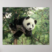 Filhote de Panda Gigante sobe em uma árvore, Vale