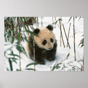 Poster Filhote de panda na neve, Wolong, Sichuan, China