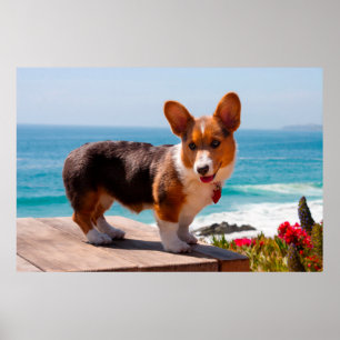 Póster Filhote de Pembroke Welsh Corgi em pé na mesa