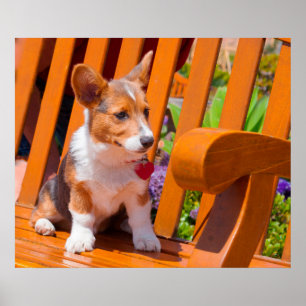 Póster Filhote de Pembroke Welsh Corgi sentado em um banc