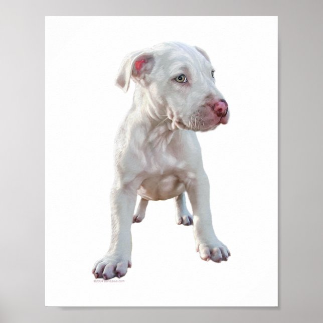 Póster Filhote de Pitbull Branco (Frente)