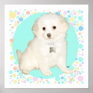 Póster Filhote de Poodle / Bichon Mix Celebra a Vida