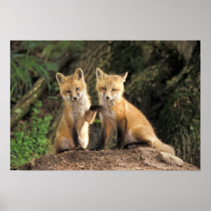 Póster Filhote de Raposa Vermelha em frente à toca Vulpes