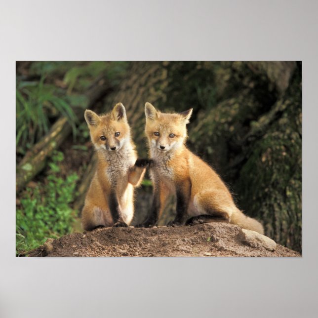 Póster Filhote de Raposa Vermelha em frente à toca Vulpes (Frente)