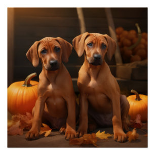 Póster Filhote de Rhodesian Ridgeback Outono Delícia Abób