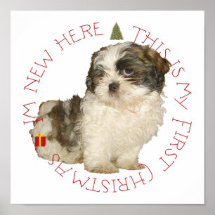 Poster Filhote de Shih Tzu Primeiro Natal