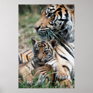 Póster Filhote de tigre