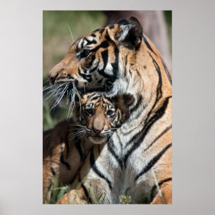 Poster Filhote de tigre