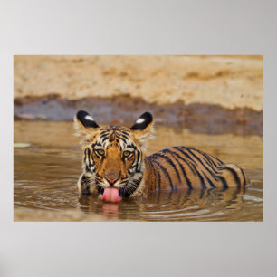 Póster Filhote de tigre-de-bengala-real, bebendo água