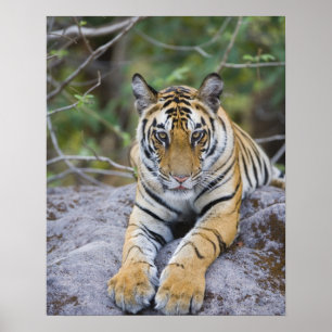 Póster Filhote de tigre, parque nacional de Bandhavgarh,