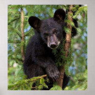 Poster Filhote de Urso Negro Brincando em Árvores