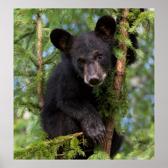 Poster Filhote de Urso Negro Brincando em Árvores (Frente)