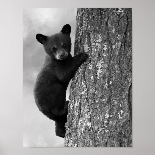 Poster Filhote de Urso Negro em Árvore (Frente)