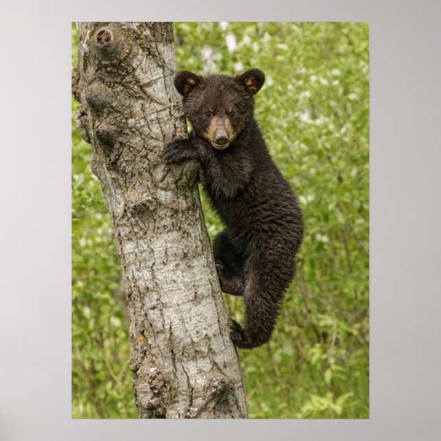Poster Filhote de Urso Negro na Árvore (Frente)