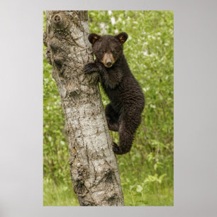 Poster Filhote de Urso Negro na Árvore