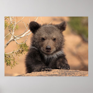 Póster Filhote de Urso Pardo