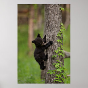 Poster Filhote de Urso Preto Subindo Árvore