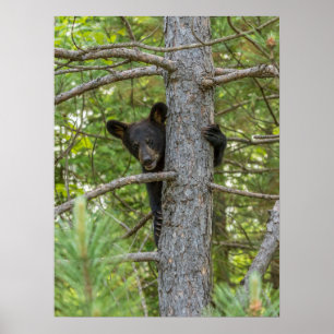 Poster Filhote de Urso Subindo Árvore