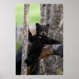 Póster Filhote de Ursos Negros Relaxando