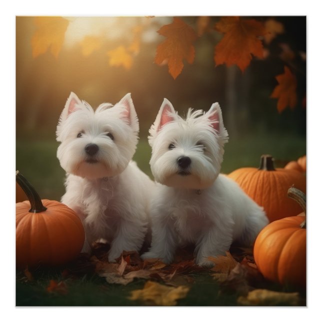 Póster Filhote de West Highland White Terrier Abóbora de  (Frente)