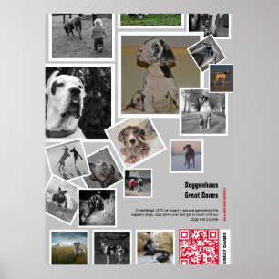 Poster Filhote enorme de Dogue Alemão à venda