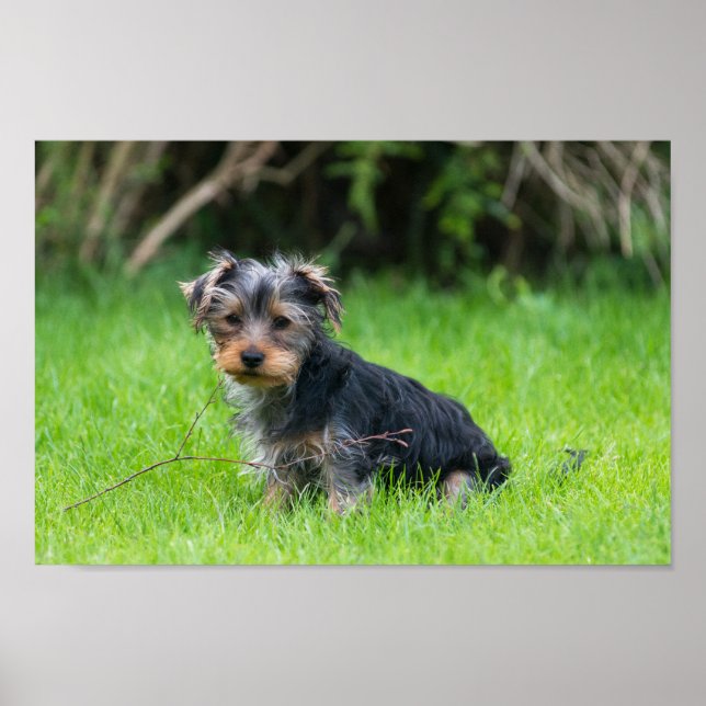 Poster Filhote fofo bonito yorkie com expressão triste (Frente)