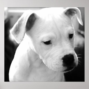 Poster Filhotes de cachorro americanos do buldogue
