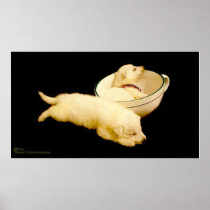 Poster Filhotes de cachorro brancos puros do german