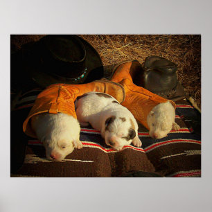 Poster Filhotes de cachorro cansados do vaqueiro