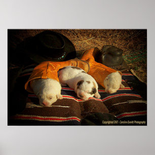 Póster Filhotes de cachorro cansados do vaqueiro