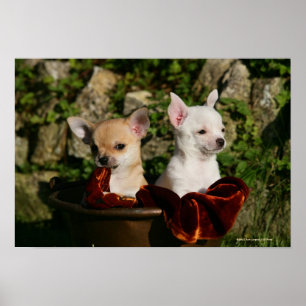 Póster Filhotes de cachorro da chihuahua