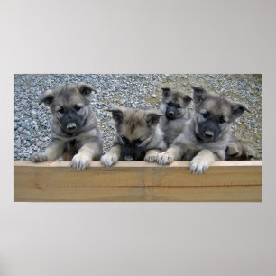 Poster Filhotes de cachorro de Elkhound do norueguês