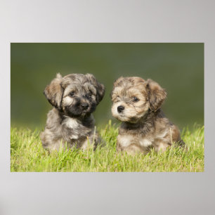 Póster Filhotes de cachorro de Havanese
